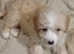 Adorable Cavapoochon puppies