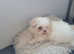 Pedigree Pure  Miniature Maltese puppy with KC parent