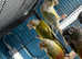 Conures Glasgow