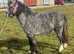 Lovely, Easy, All Up to Date 4 Year Old, 10.2hh Welsh Lead Rein/Therapy Project Mare, Companion Pony or Family Pet.