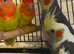 Very beautiful birds for sale