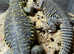 Geyri Uromastyx (Pair) unrelated.