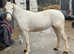 Grey cob mare