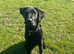 Male Labrador puppy