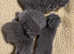 GORGEOUS, HEALTH TESTED PARENTS, BLUE, BSH KITTENS
