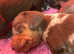 4 mini boy Dachshunds