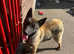 Belgian malinois for sale
