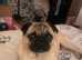 Beautiful stunning loyal boy pug