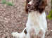 Liver and White English Springer Spaniel puppies