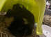 Guinea pigs pair of males for rehoming