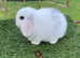 Pure bred mini lops baby rabbits