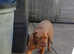 6 month female French mastiff looking for new home