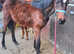Irish Sports Horse