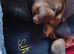 Jack Russell Spayed Adult Female