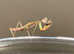 Giant Asian Praying mantis