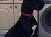 GREAT DANE GIRL. ( KC REG )