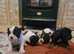 Ready to leave Lovely chunky french bull dogs puppies
