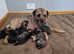 KC registered border terrier pups