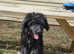 Shepadoodle Puppies *health tested parents*