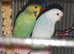 2 lovley Budgies for sale with everything!