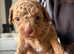 Poodle Pups
