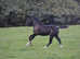 Black AES Warmblood yearling filly