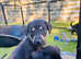 Weimaraner cross hunteraway pups