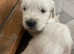 Kc registered Golden retriever litter