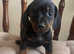 Miniature dachshund puppies for sale