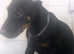 Doberman Female Pup