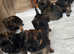6 beautiful border terrier puppies for sale