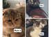Beautiful Scottish fold litter