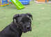 Gorgeous girly looking for forever home.