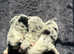 KC registered Australian shepards