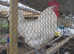 Le Bresse Gauloise Hatching Eggs x6