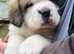 Beautiful kc registered saint bernard pups