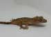 Baby crested gecko- dalmatian