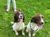 Bouncy springer spaniel pups for sale