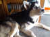 Husky