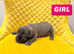 Champion Cane Corso Puppy