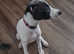 3 month old lurcher pup