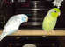 Parrotlets pair