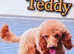 Cavapoo  Pups Simply Stunning!