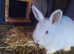 Adorable White Bunny Bonded Pair for Loving Home!