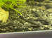 Beautiful young Bristlenose catfish / pleco