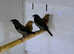 Bicheno Finches  male female,18
