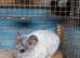 WHITE CHINCHILLA FEMALE BABY