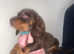 2 choc and tan miniature daschunds