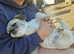 Reactive pugzu needs rehoming