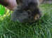 Bunnies lionhead